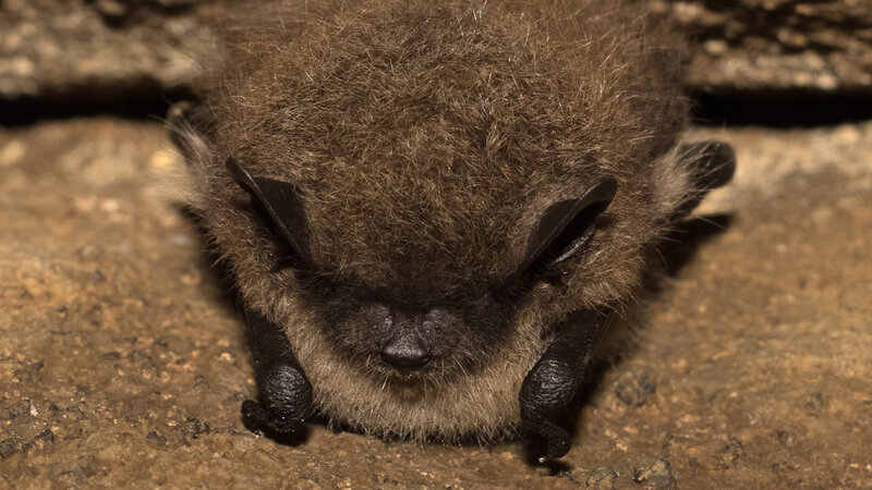 Eine Fledermaus sitzt im Stollen von Alpirsbach